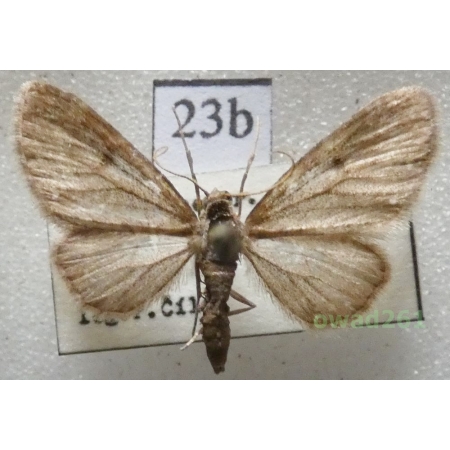 Eupithecia tripunctaria Herrich-Schäffer, 1852 Czech23d